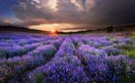 Lavender Stock Photo