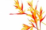 Heliconia Rubra Stock Photo