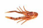 Langoustine Stock Photo