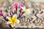 Beautiful White Yellow And Pink Flower Plumeria Or Frangipani Bu Stock Photo