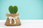 Heart Plant In Burlap Sack Stock Photo