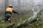 Lumberjack Stock Photo