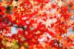 Autumn Maple Leaves Stock Photo