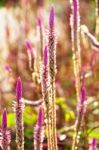 Flower Of Weed Grass Stock Photo