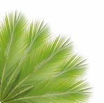 Green Coconut Leaves Frame Isolated On White Background Stock Photo