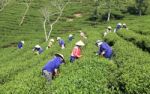 Dalat, Vietnam, July 30, 2016: A Group Of Farmers Picking Tea On A Summer Afternoon In Cau Dat Tea Plantation, Da Lat, Vietnam Stock Photo