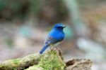 Male Hainan Blue Flycatcher Stock Photo