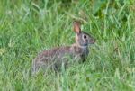 Background With A Cute Rabbit Sitting In The Grass Stock Photo