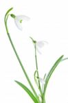 Spring Snowdrops Isolated On White Stock Photo