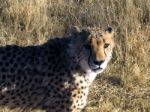 Cheetah In Namibia Stock Photo