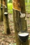 Rubber Tree Stock Photo