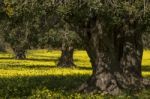 Almond Orchard In A Field Of Yellow Flowers Stock Photo