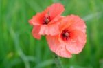 Two Poppies Stock Photo