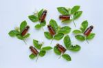 Bottle Of Essential Oil With Jasmine Flower And Leaves Stock Photo