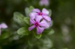 Catharanthus Roseus Flower Stock Photo