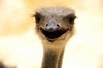 Ostrich Stock Photo