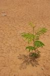 Tree On Dry Clay Stock Photo