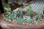 Vertical Garden Cactus Plant Pot In Summer Stock Photo