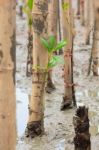 Mangroves Reforestation In Coast Of Thailand Stock Photo