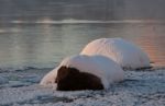 Ice-covered Stones In A River Stock Photo