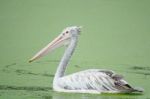 Spot-billed Pelican Stock Photo