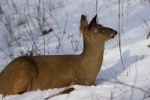 Beautiful Photo Of The Deer On The Snow Looking Aside Stock Photo