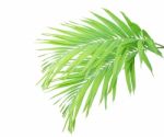 Green Palm Leaf Isolated On White Background Stock Photo