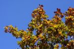 Tree In The Fall Stock Photo