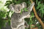 Koala In A Eucalyptus Tree Stock Photo