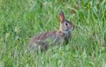 Postcard With A Cute Rabbit Sitting In The Grass Stock Photo