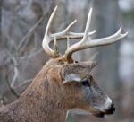 Beautiful Portrait Of The Powerful Male Deer Stock Photo