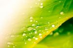 Close Up Of Water Drop On Green Leaf Tree Stock Photo