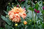 A Magnificent Orange Dahlia Stock Photo