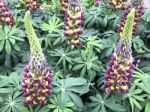 Lupines Flowers In The Garden Stock Photo