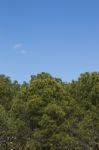 Young Pine Trees Stock Photo