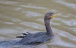 The Double-crested Cormorant Is Swimming Stock Photo