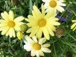 Natue And Flowers In Park Stock Photo