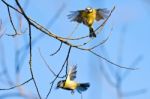 Blue Tits In Flight Stock Photo