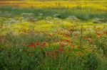 A Field Of Spring Flowers In Castiglione Del Lago Stock Photo