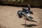 Abdim's Stork At The Bioparc In Fuengirola Stock Photo