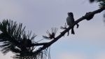 Photo Of A Cute Bird Singing While Sitting Stock Photo