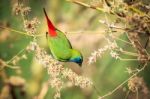 Pin-tailed Parrotfinch Bird Stock Photo