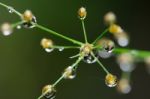 
Dew On The Grass Bright Island Beautiful Background Blur Cool Stock Photo