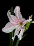 White And Pink Star Lily Stock Photo