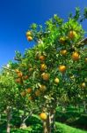 Orange Grove Stock Photo