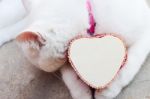 Shy White Cat With Heart Box,love Cats Concept Stock Photo