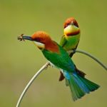 Chestnut-headed Bee-eater Stock Photo