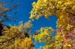 Golden Leaves Against Blue Sky Stock Photo