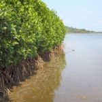 Mangrove Shurb Forest Border Sea Shore Stock Photo