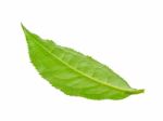 Tea Leaf Isolated On The White Background Stock Photo